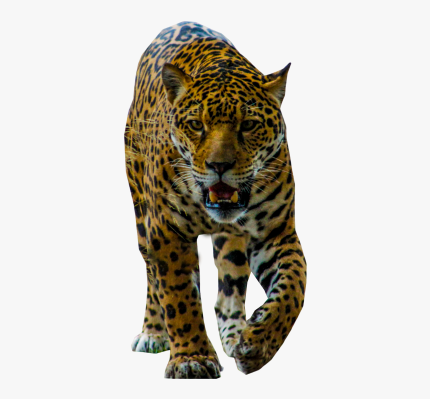 Jaguar Walking Png Image - Portable Network Graphics, Transparent Png, Free Download