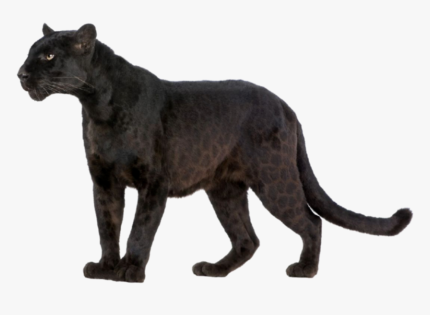 Leopard Wildcat Black Panther Felidae - Transparent Background Black Panther Animal Png, Png Download, Free Download