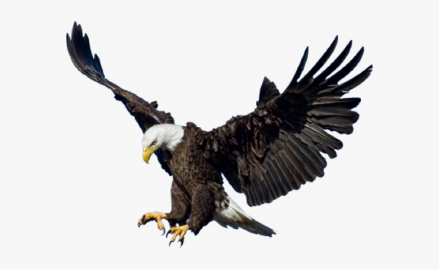 Eagle Png Image - Eagle Png, Transparent Png, Free Download