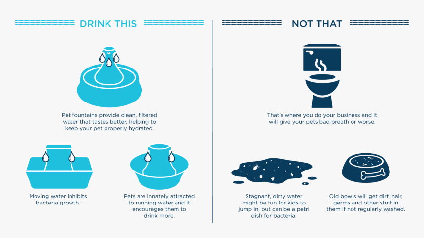 Knowing Your Pet Is Drinking Clean Water Is Just As - Infographic Fountain, HD Png Download, Free Download