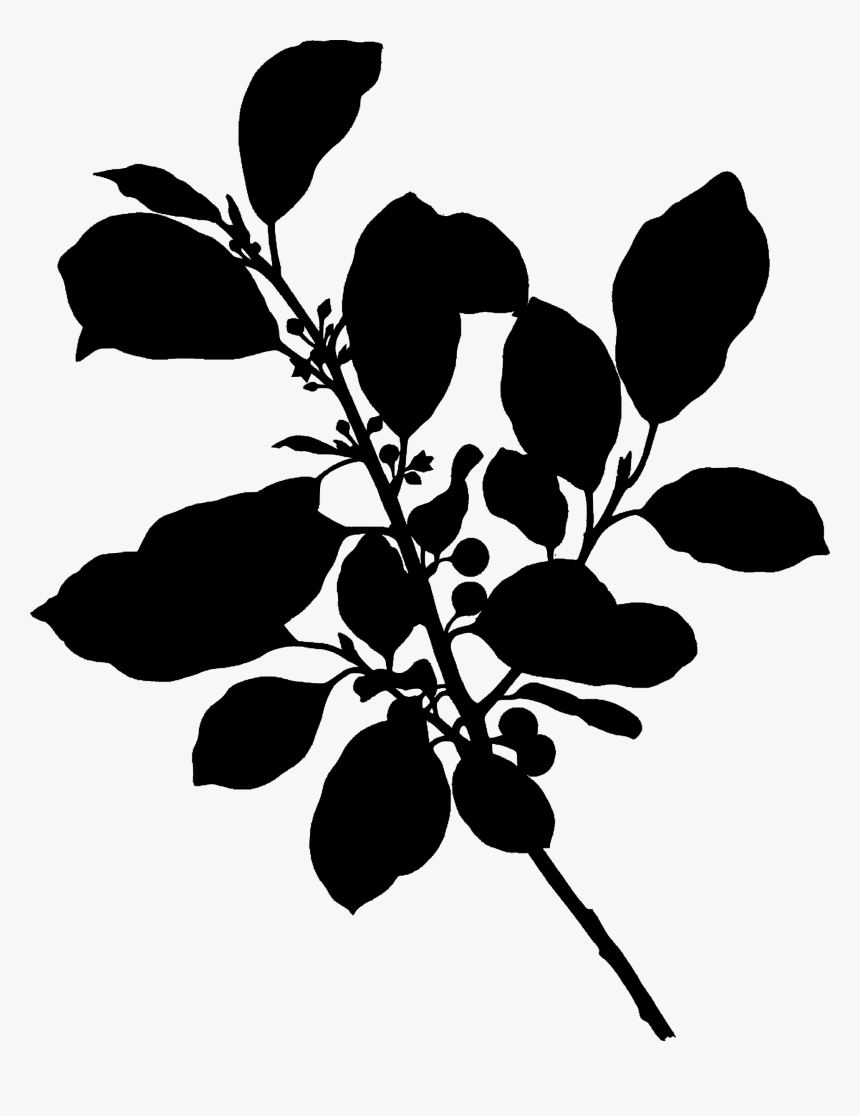 Black And White Download Alder Buckthorn Silhouette - Rhamnus Frangula, HD Png Download, Free Download