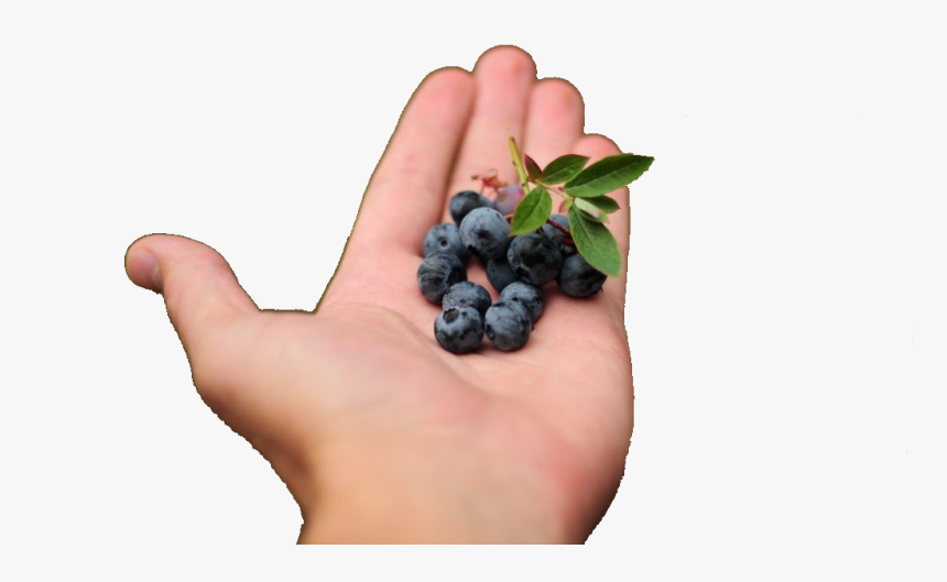 Growing Aronia Berries - Seedless Fruit, HD Png Download, Free Download