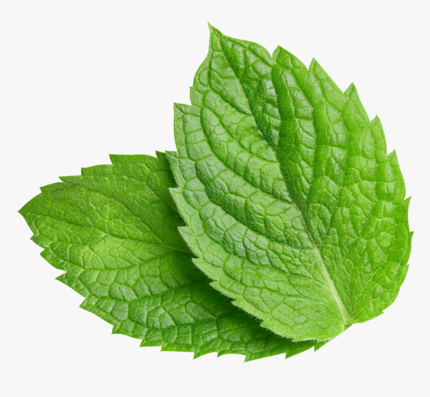 Spearmint Leaf - Nepeta, HD Png Download, Free Download