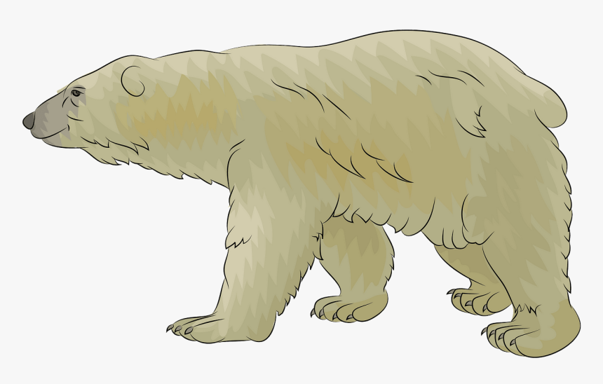 Polar Bear, HD Png Download, Free Download