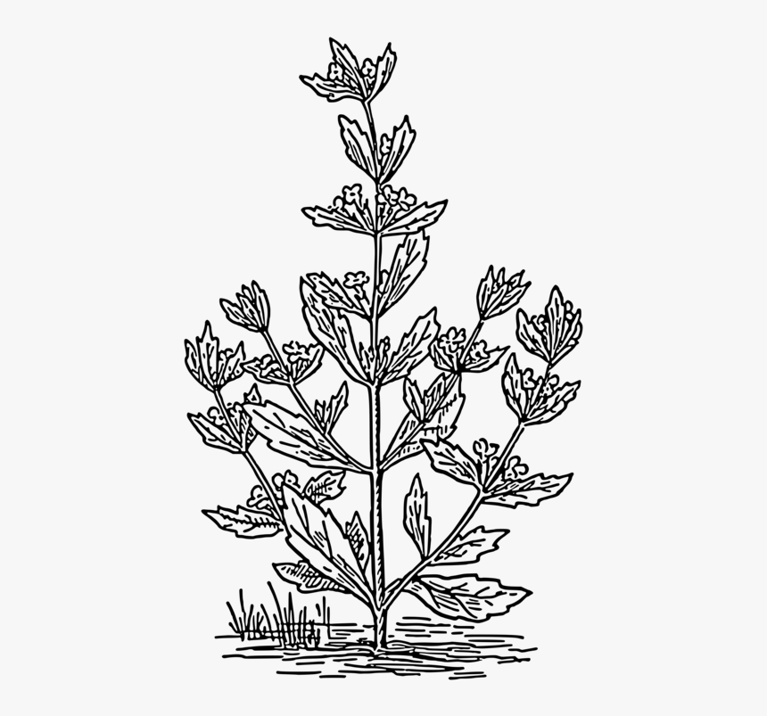 Line Art,plant,flora - Pennyroyal Drawing, HD Png Download, Free Download