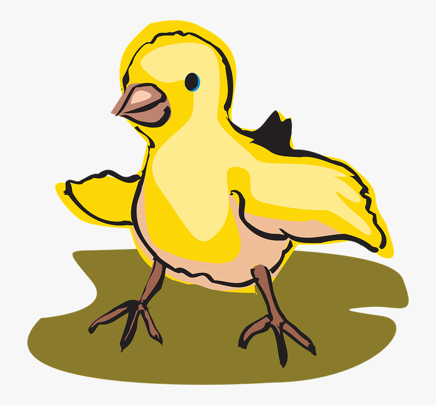 Baby Bird Walking Clipart, HD Png Download, Free Download