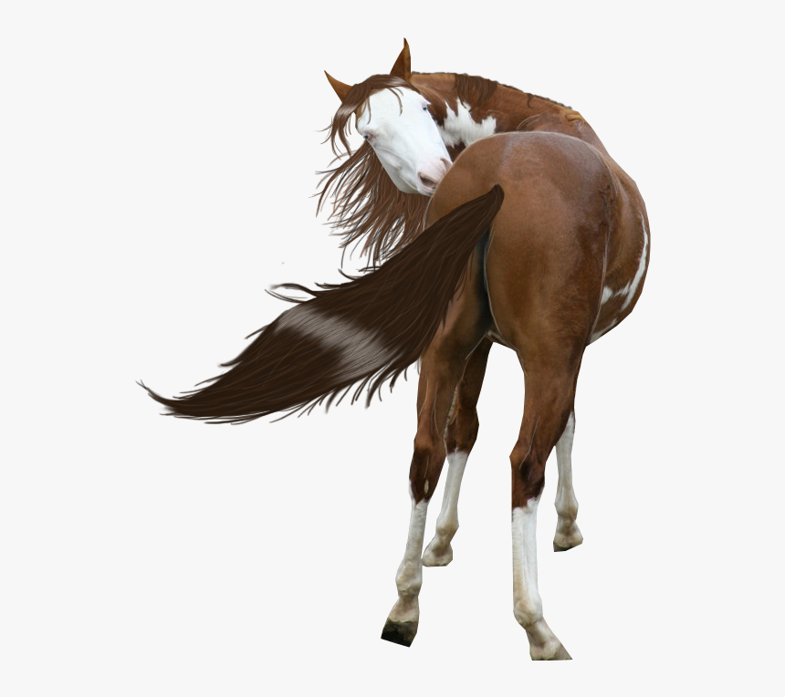 Free Download Painted Horse Png Clipart American Paint - Painted Horse Png, Transparent Png, Free Download