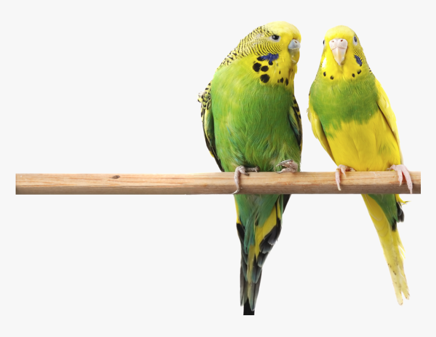 Budgerigars Birds, HD Png Download, Free Download