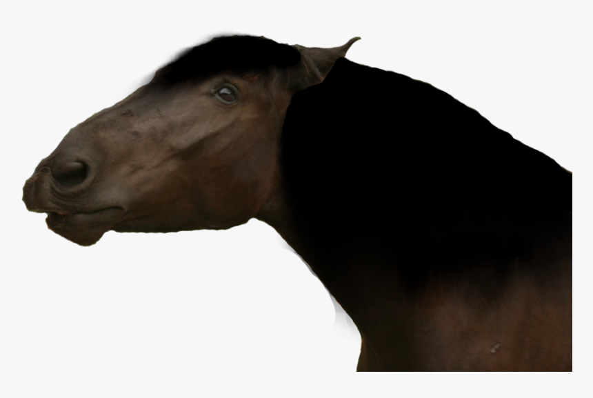 Funny Horse Png - Mustang Horse, Transparent Png, Free Download