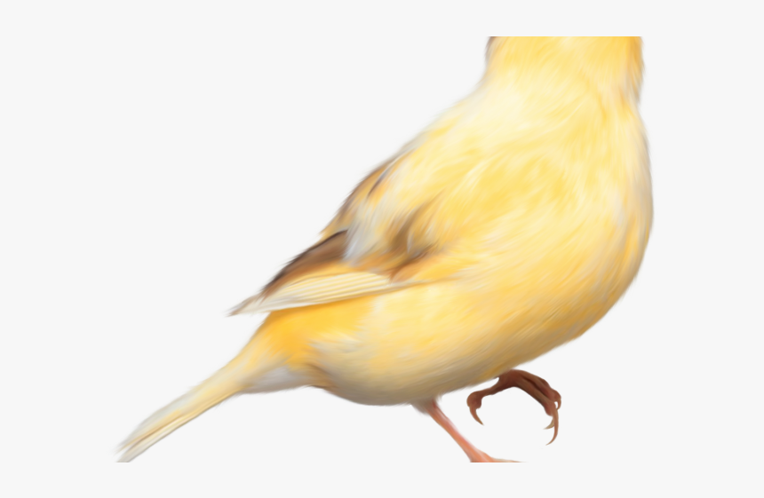 Canary Clipart Baby Bird - Canary Bird Png, Transparent Png, Free Download