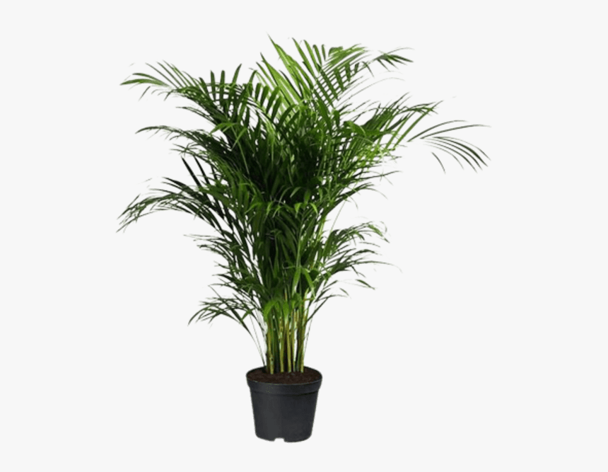 Indoor Palm Tree - Transparent Background Indoor Plants Png, Png Download, Free Download
