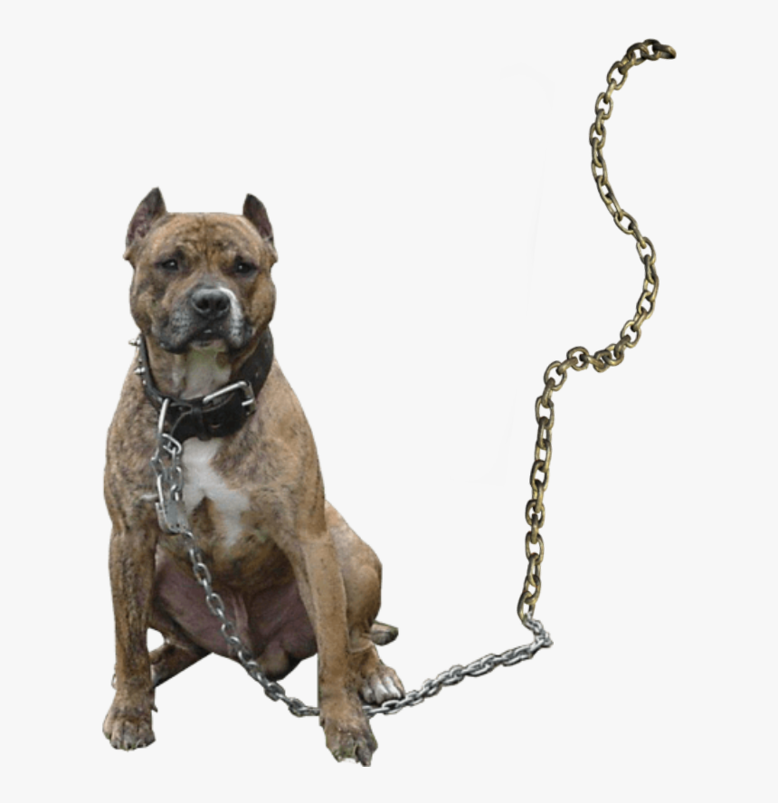 Gangstar Boy Photoediting Dog Png - Pitbull Dog Png Taukeer Editz, Transparent Png, Free Download