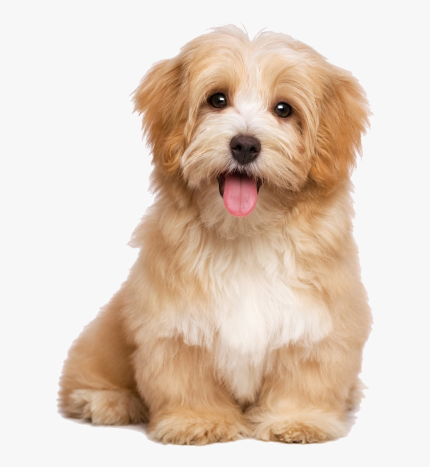 Cute Puppy Transparent Background, HD Png Download, Free Download