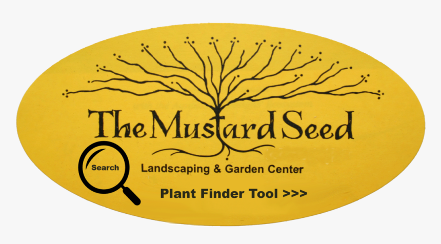 Mustardseed Oval Color Updated 19 - Beesley And Fildes, HD Png Download, Free Download