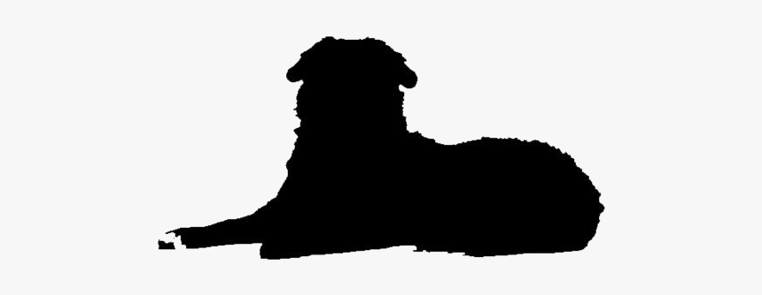 Bernese Mountain Dog Lying Down Png - Terrier, Transparent Png, Free Download