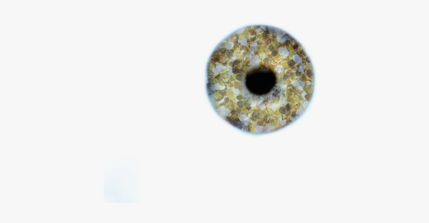 Gold Eye Lens - Circle, HD Png Download, Free Download