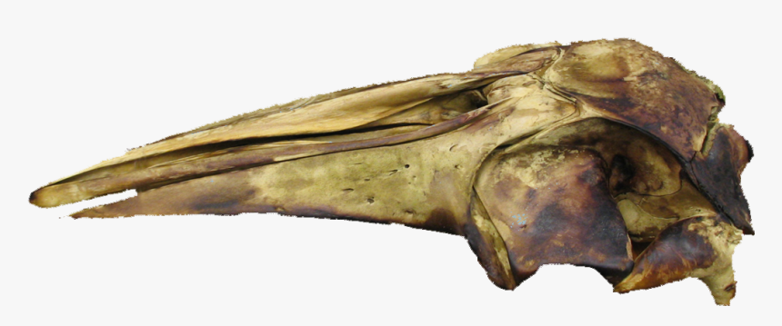 Finished Fin Whale Skull - Baby Fin Whale Skull, HD Png Download, Free Download