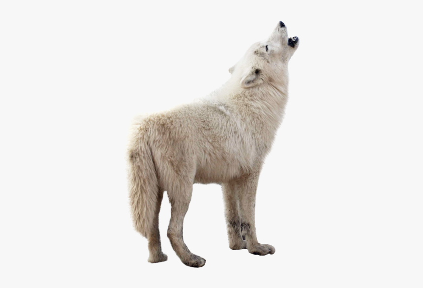 Game Of Thrones Wolf Transparent, HD Png Download, Free Download