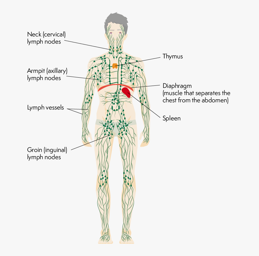 Body Showing Lymphatic Ducts, Lymph Nodes And Organs - Lymphatic System Transparent Background, HD Png Download, Free Download