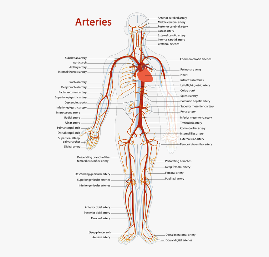 Arteries Diagram - Arterial System Of Human, HD Png Download, Free Download