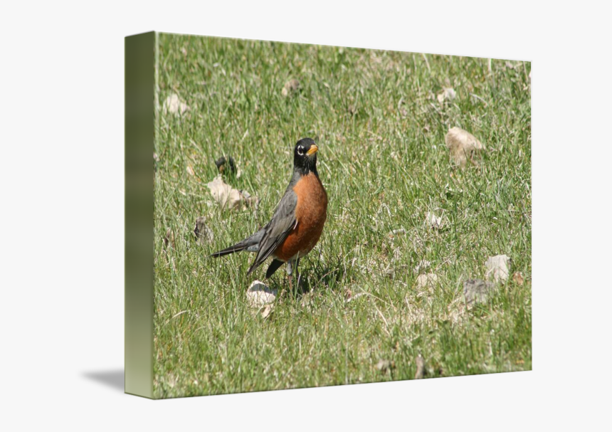 American Robin Png Clipart - Robin, Transparent Png, Free Download