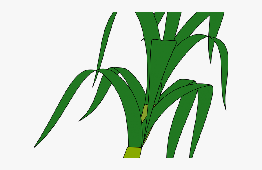 Corn Tree Clipart, HD Png Download, Free Download