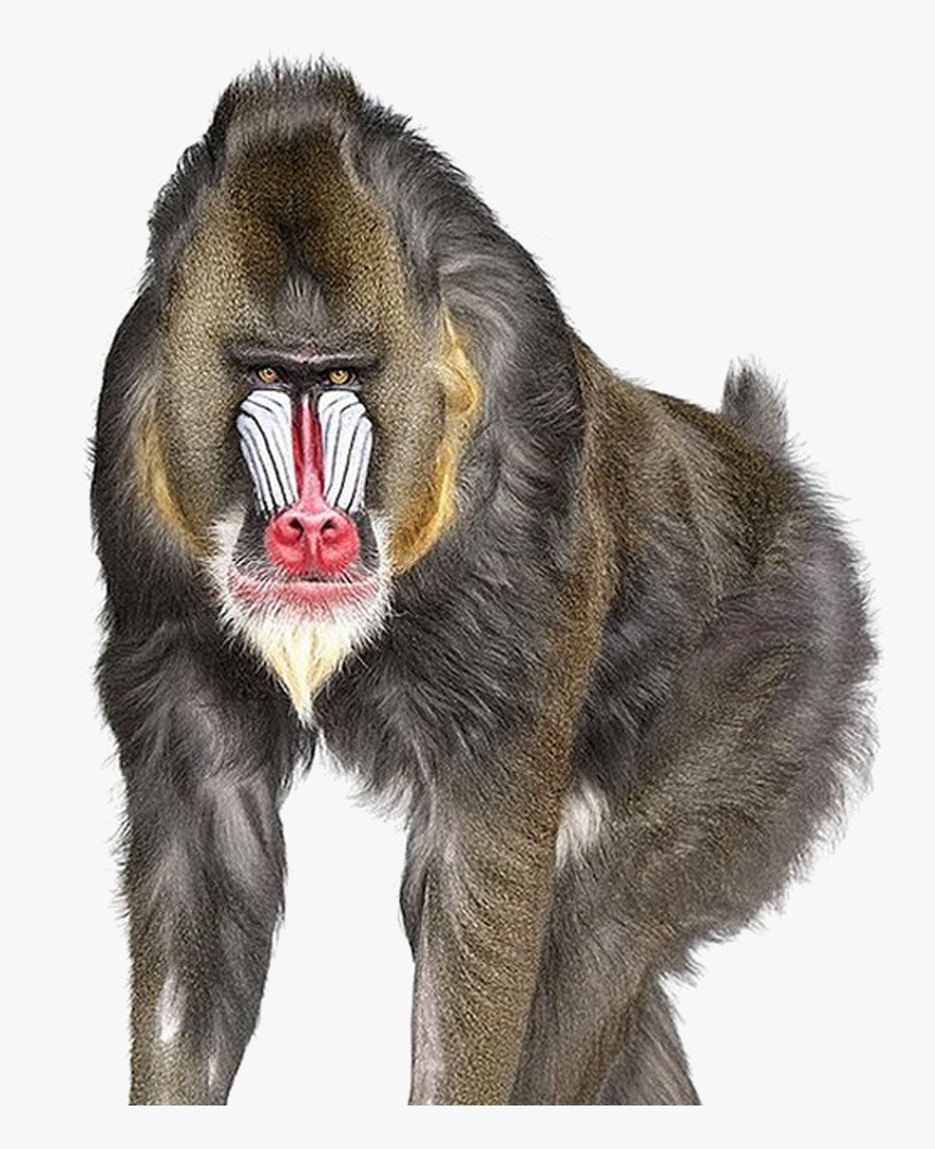 Baboon Png Image - Andrew Zuckerman, Transparent Png, Free Download