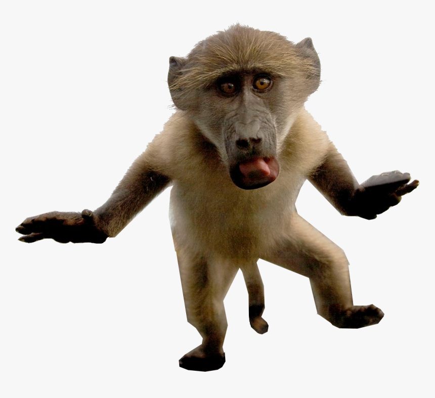 Baboon Png Transparent Images - Baboon, Png Download, Free Download