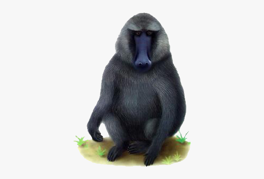 Baboon Png Transparent Images - Mandrill, Png Download, Free Download