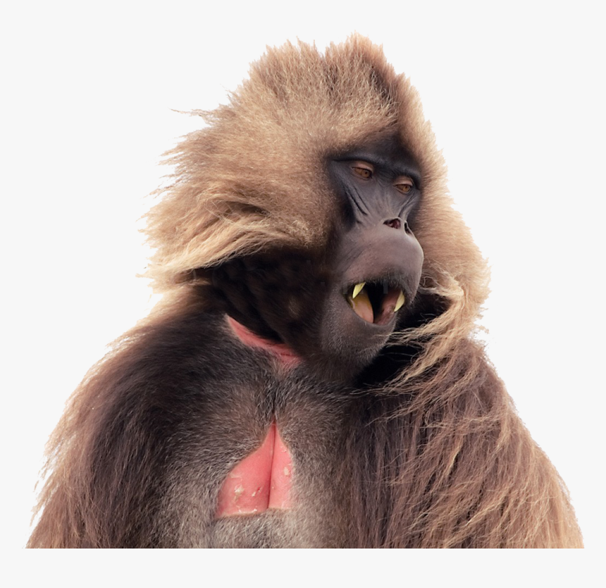 Baboon No Background - Gelada Baboon Png, Transparent Png, Free Download