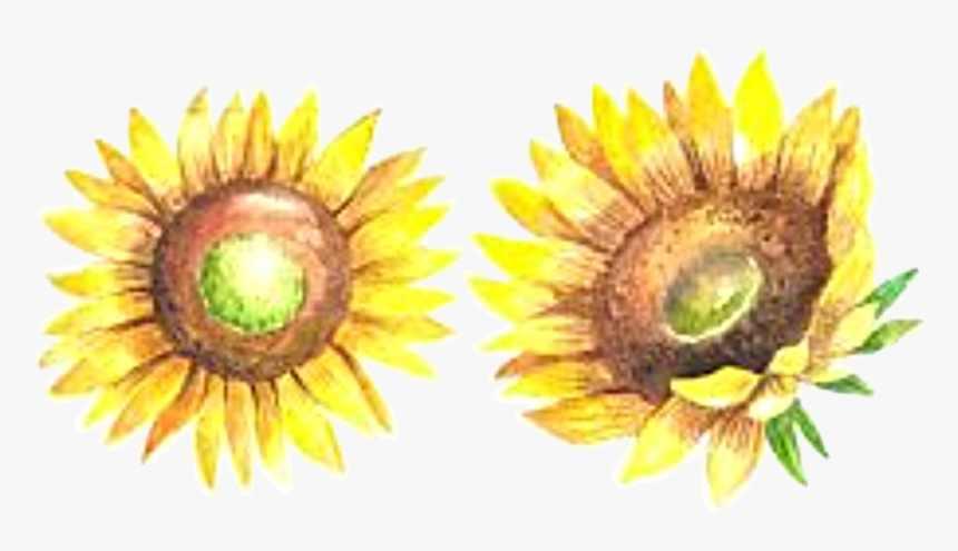 #watercolor #sunflower #sunflowers #summer #fall #autumn - Sunflower, HD Png Download, Free Download