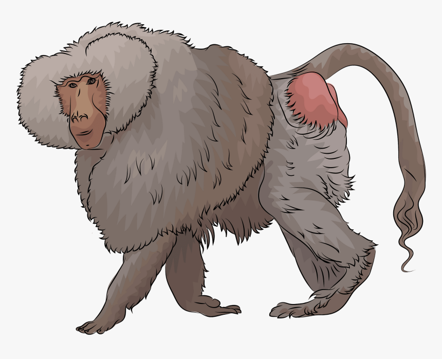 Clip Art Clipart Baboon - Baboon Clipart, HD Png Download, Free Download