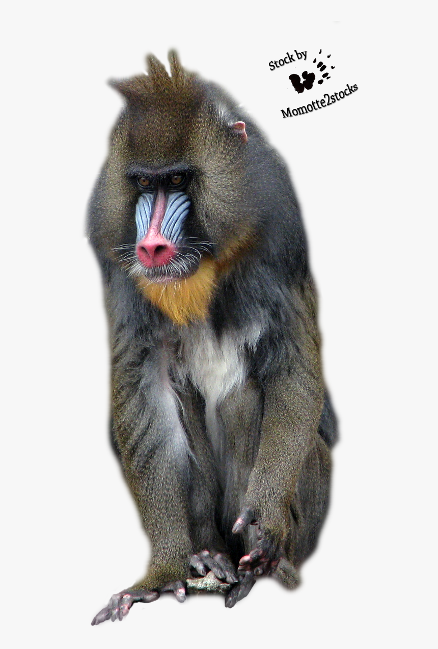 Clip Art Pin By Kokurouchi On - Mandrill, HD Png Download, Free Download
