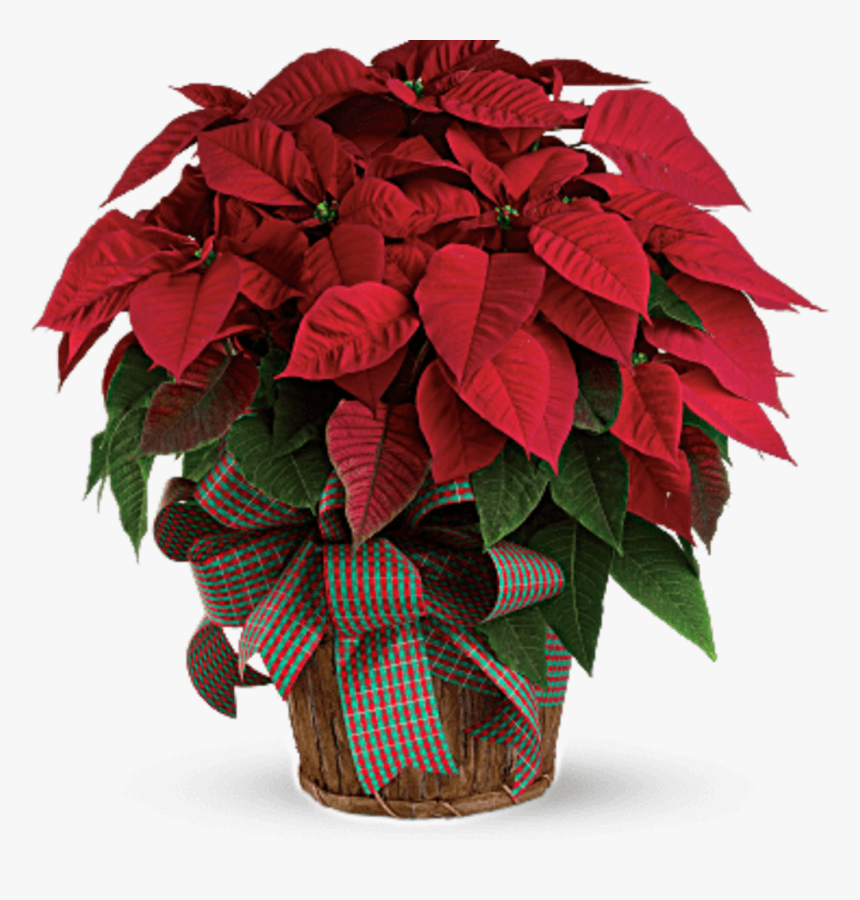 Christmas Flowers, HD Png Download, Free Download