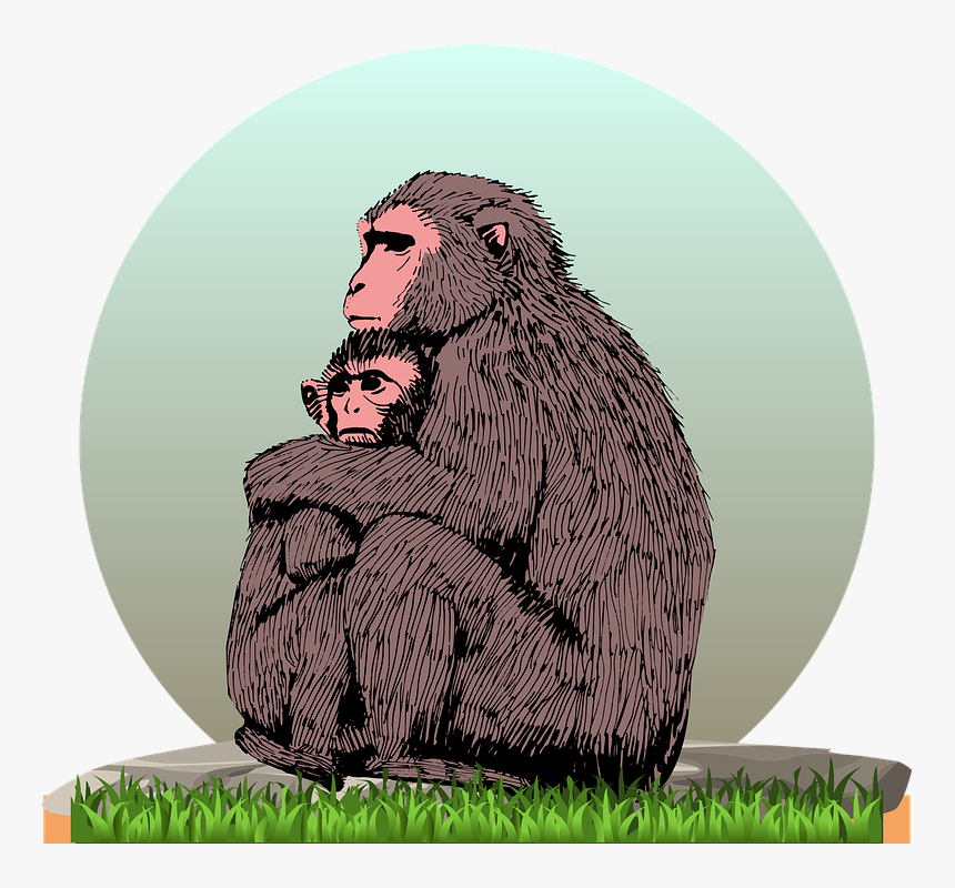 Monkey, HD Png Download, Free Download