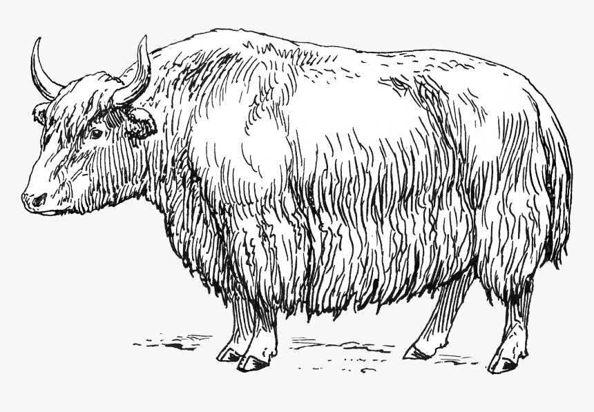 Yak, HD Png Download, Free Download