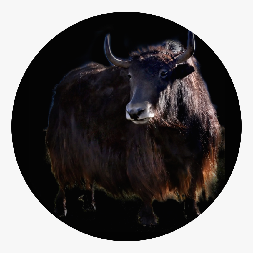 Join Iyak - Bovine Yak, HD Png Download, Free Download