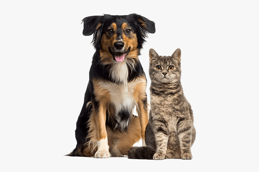 Dog And Cat - Cat And Dog Sitting, HD Png Download, Free Download