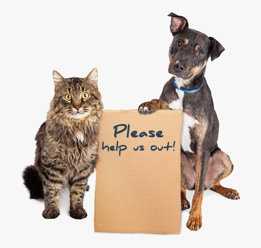 Humane Society Dogs And Cats, HD Png Download, Free Download