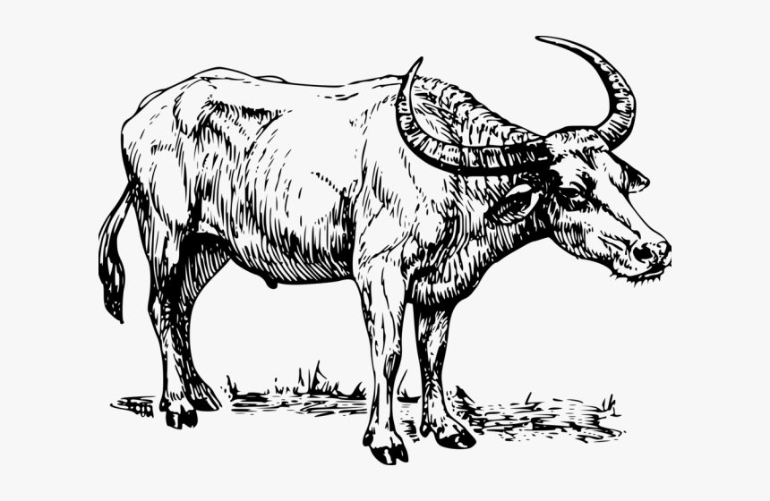 Transparent Yak Png - Clip Art Black And White Carabao, Png Download, Free Download