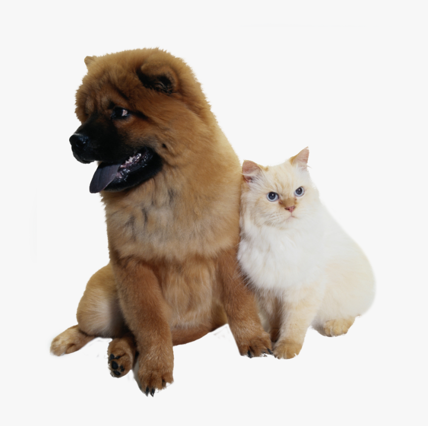 Companion Dog, HD Png Download, Free Download