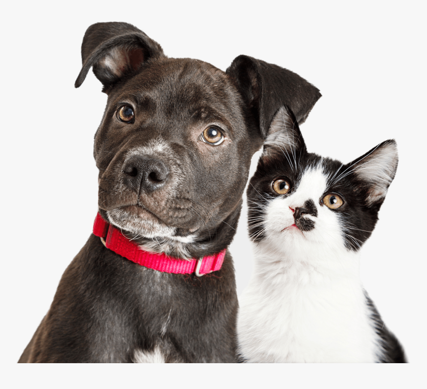 A Dog And A Cat - National Dog Day 2019, HD Png Download, Free Download