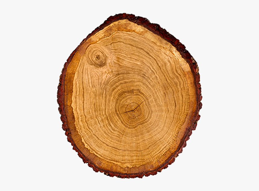 Tree Wood Trunk Cross Section Dendrochronology - Wood Log Cross Section, HD Png Download, Free Download