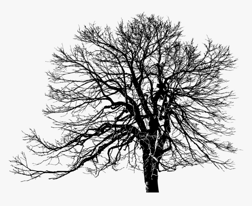 Trunk Clipart Plant - Public Domain Tree Silhouette, HD Png Download, Free Download