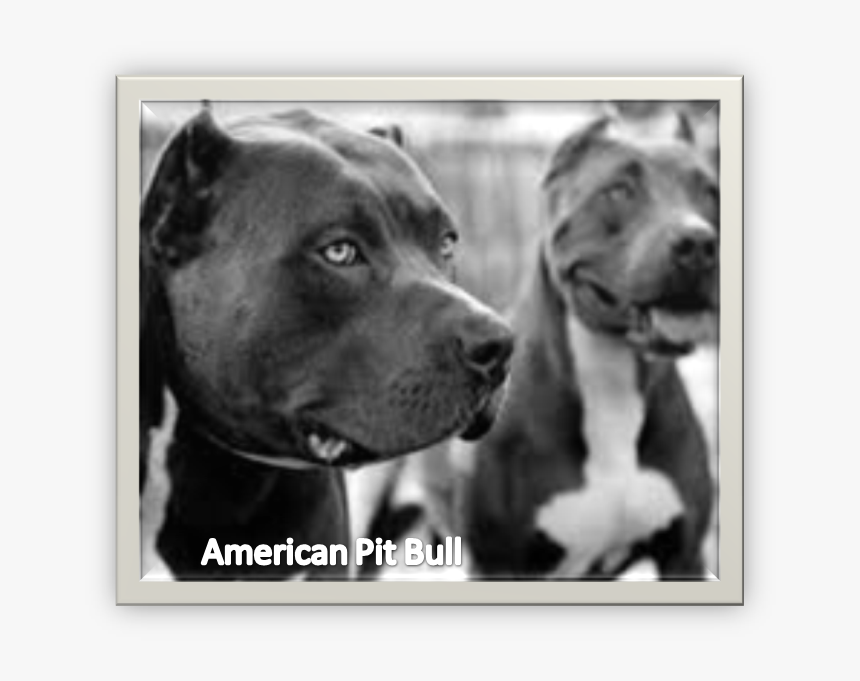 Picture - Pitbull Negro, HD Png Download, Free Download