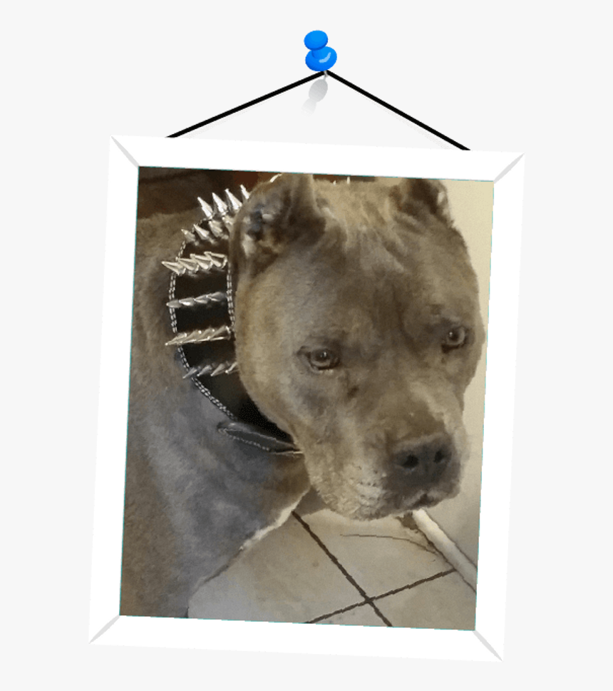 Staffordshire Bull Terrier, HD Png Download, Free Download