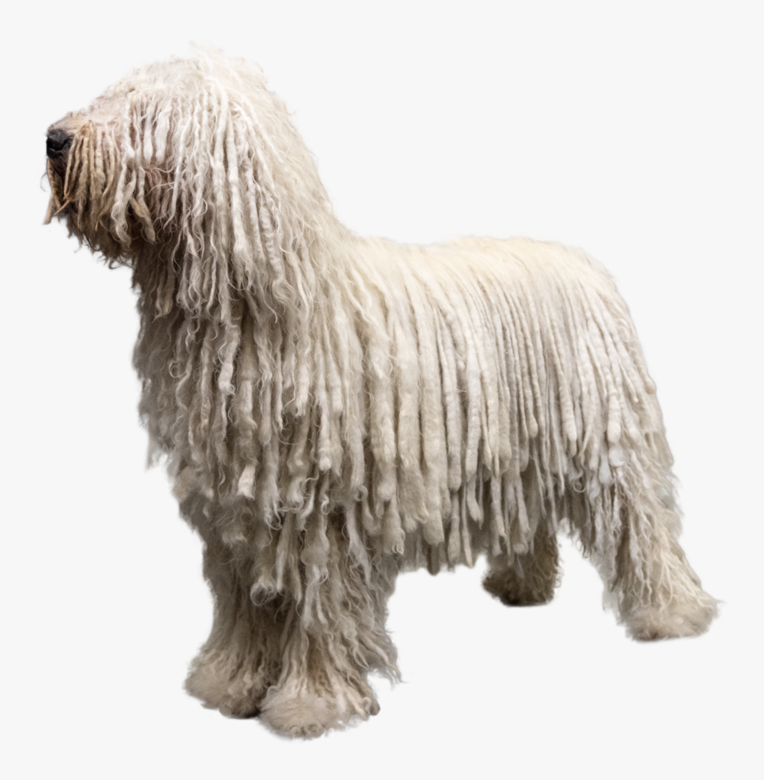 Komondor, HD Png Download, Free Download