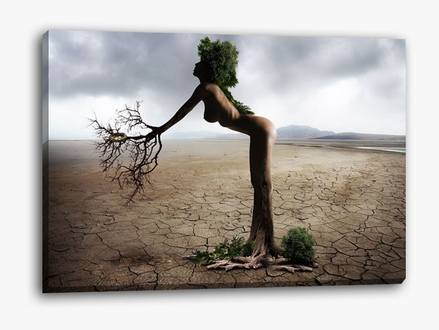 Transparent Dying Tree Png - Picture Frame, Png Download, Free Download