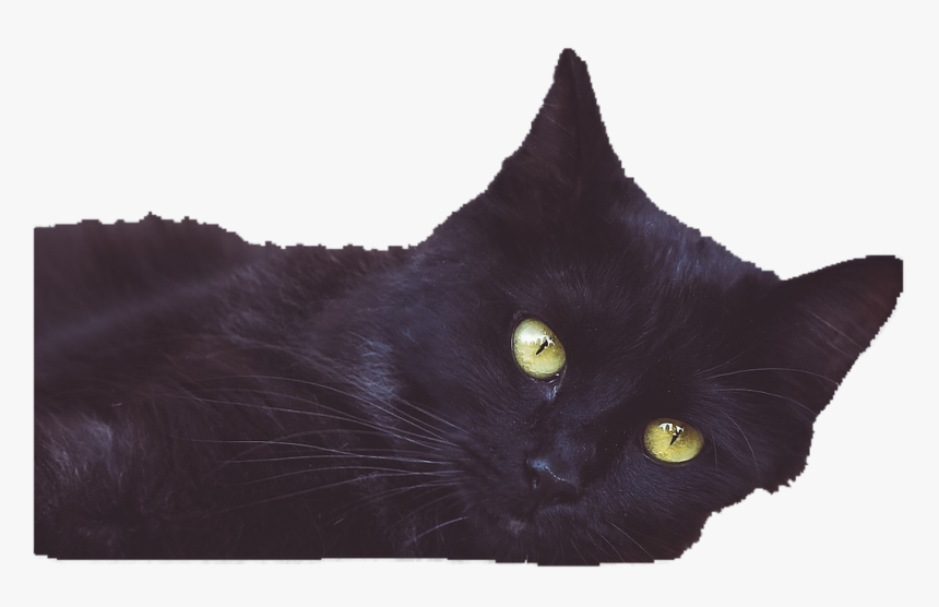 Black Cat, HD Png Download, Free Download