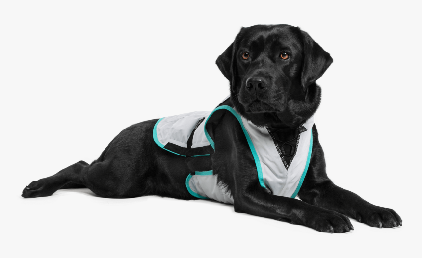 Labrador Retriever, HD Png Download, Free Download